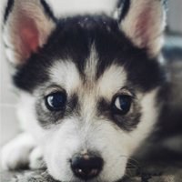 圣诞狗狗头像哈士奇