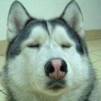 宠物狗头像哈士奇