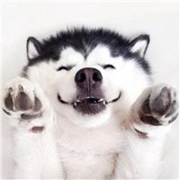 哈士奇狗头像高清大图