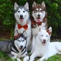 哈士奇成年狗头像