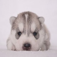 哈士奇狗头带人头像