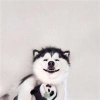 哈士奇柴犬狗狗头像