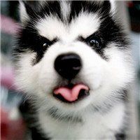 哈士奇狗头像蓝色