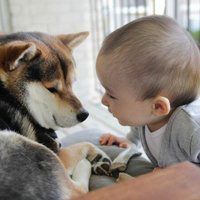 哈士奇狗狗头像可爱