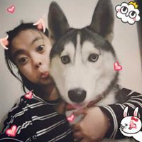 哈士奇狗头像可爱可爱