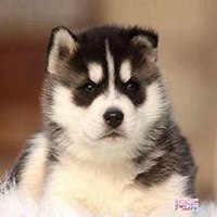 宠物狗头像哈士奇
