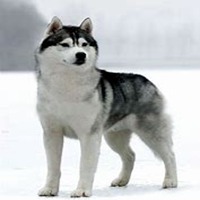 哈士奇狗头像高清大图