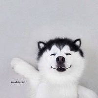 哈士奇开黑5黑狗头像