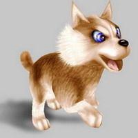 哈士奇成年狗头像