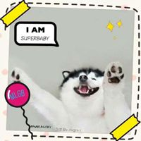 哈士奇狗头像照片