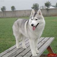 哈士奇开黑5黑狗头像