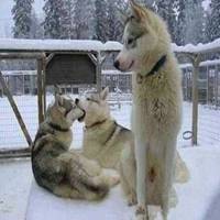 单身狗头像柴犬叉腰