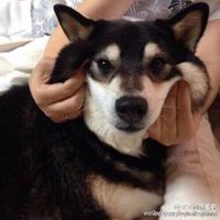 单身狗头像柴犬叉腰