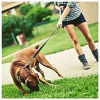 西瓜头小孩抱狗头像