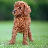 狗狗头像泰迪高清