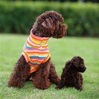 泰迪狗狗头像微博