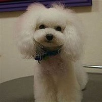 高清可爱泰迪狗狗头像