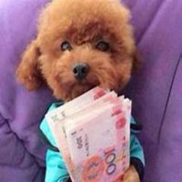 可爱泰迪狗头像