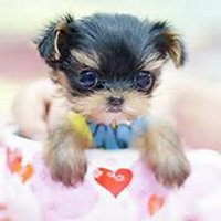 泰迪狗头像简笔