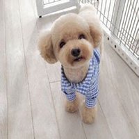 泰迪狗头像超清