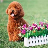 高清可爱泰迪狗狗头像