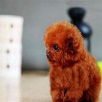 狗狗头像+泰迪高清