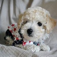 泰迪狗头像高清