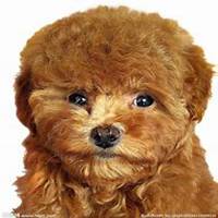 在床上泰迪狗头像