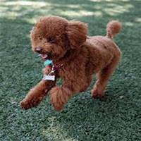 女生抱泰迪狗头像