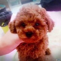 泰迪狗头像手绘