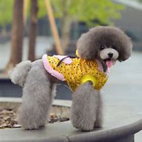 泰迪小狗狗头像