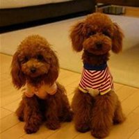 男生抱泰迪狗头像