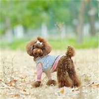 泰迪熊骑狗头像