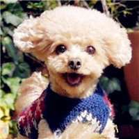 微信抱泰迪狗头像女生