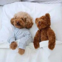 泰迪狗头像手绘