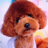 泰迪狗狗头像微博