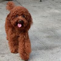 泰迪小狗狗头像