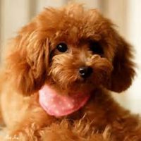 狗狗头像+泰迪高清