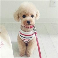 可爱泰迪狗头像