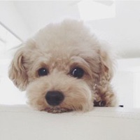 泰迪狗头像情头