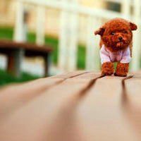 狗狗头像+泰迪高清