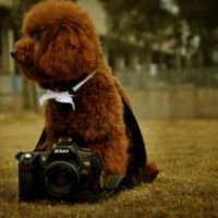 泰迪狗狗头像清晰