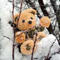 泰迪狗头像超清