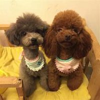 在床上泰迪狗头像