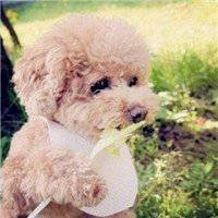 美女抱泰迪狗狗头像