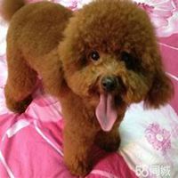 狗狗头像+泰迪高清