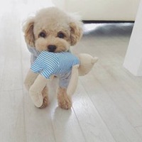 泰迪狗头像高清