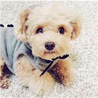 泰迪熊骑狗头像