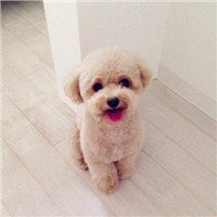 q版泰迪狗狗头像