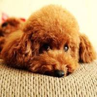 棕色泰迪狗狗头像